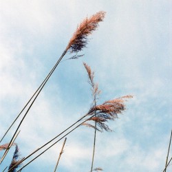 Album Thumb
